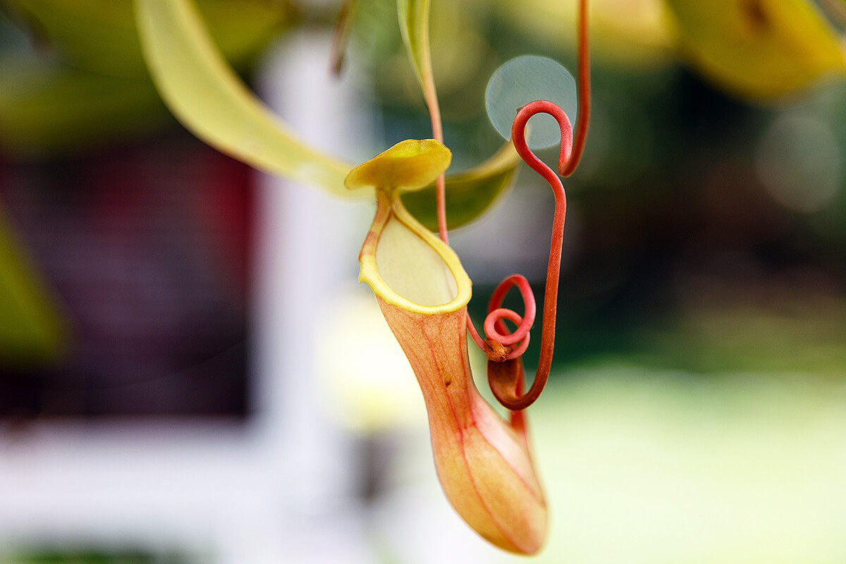 ウツボカズラの花や消化液など育て方から植物の特徴をわかりやすく解説