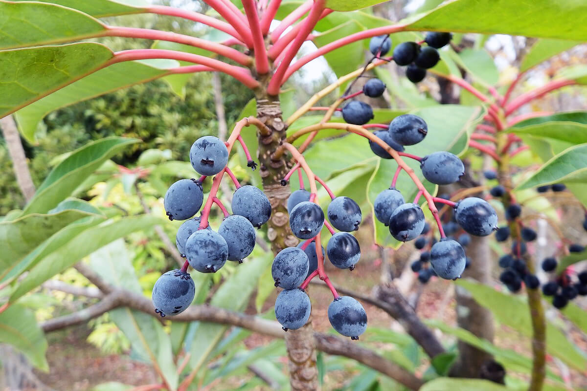 ユズリハの植付けから剪定まで 育て方と植物の特徴をわかりやすく解説