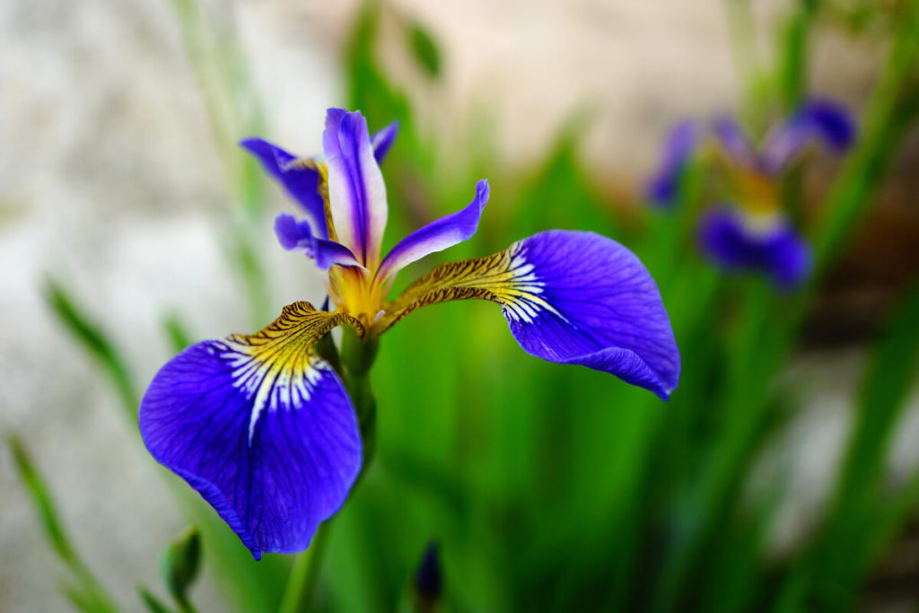 アヤメの青い花