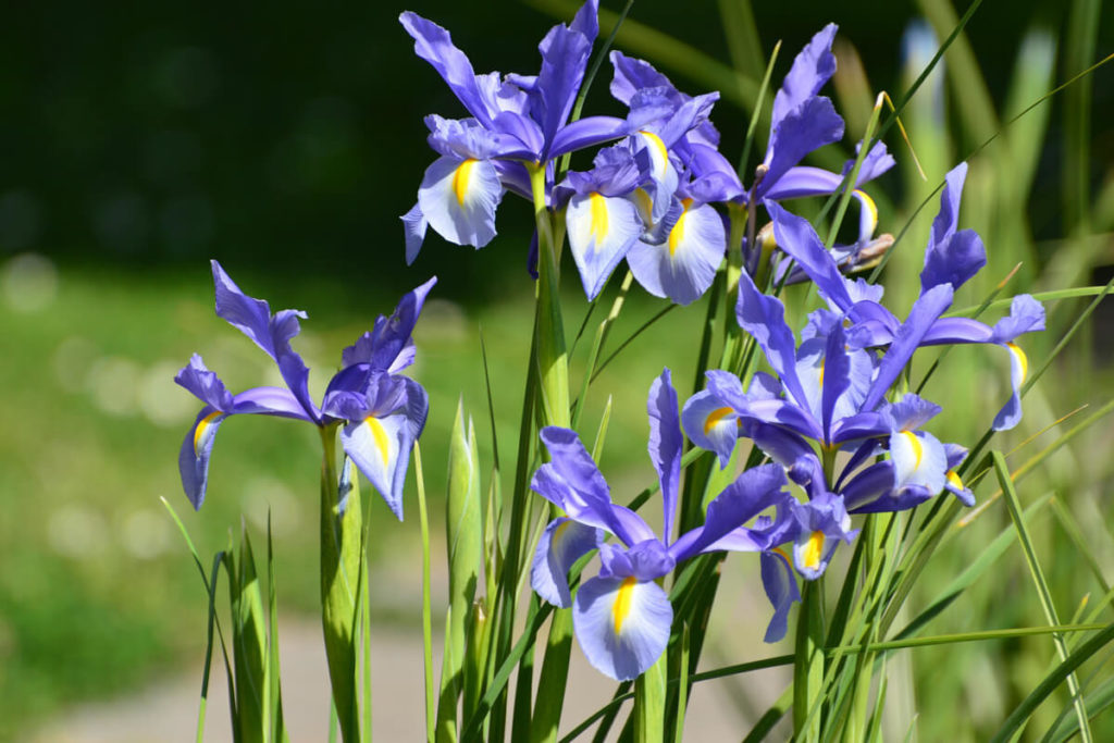 ハナショウブの青い花