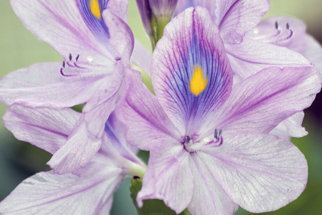 ホテイアオイの花の拡大