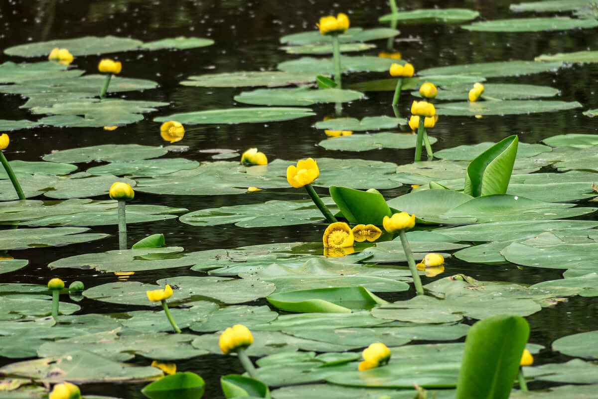 水生植物コウホネの育て方と植物の特徴をわかりやすく解説