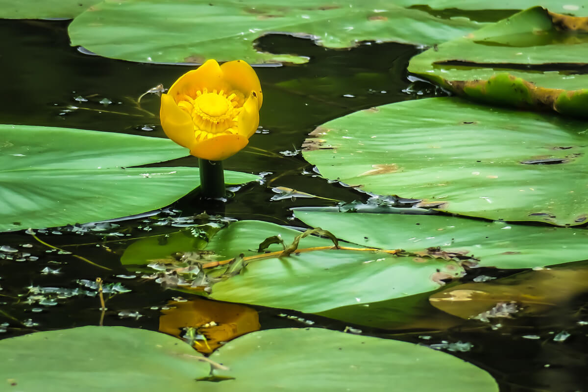 水生植物コウホネの育て方と植物の特徴をわかりやすく解説