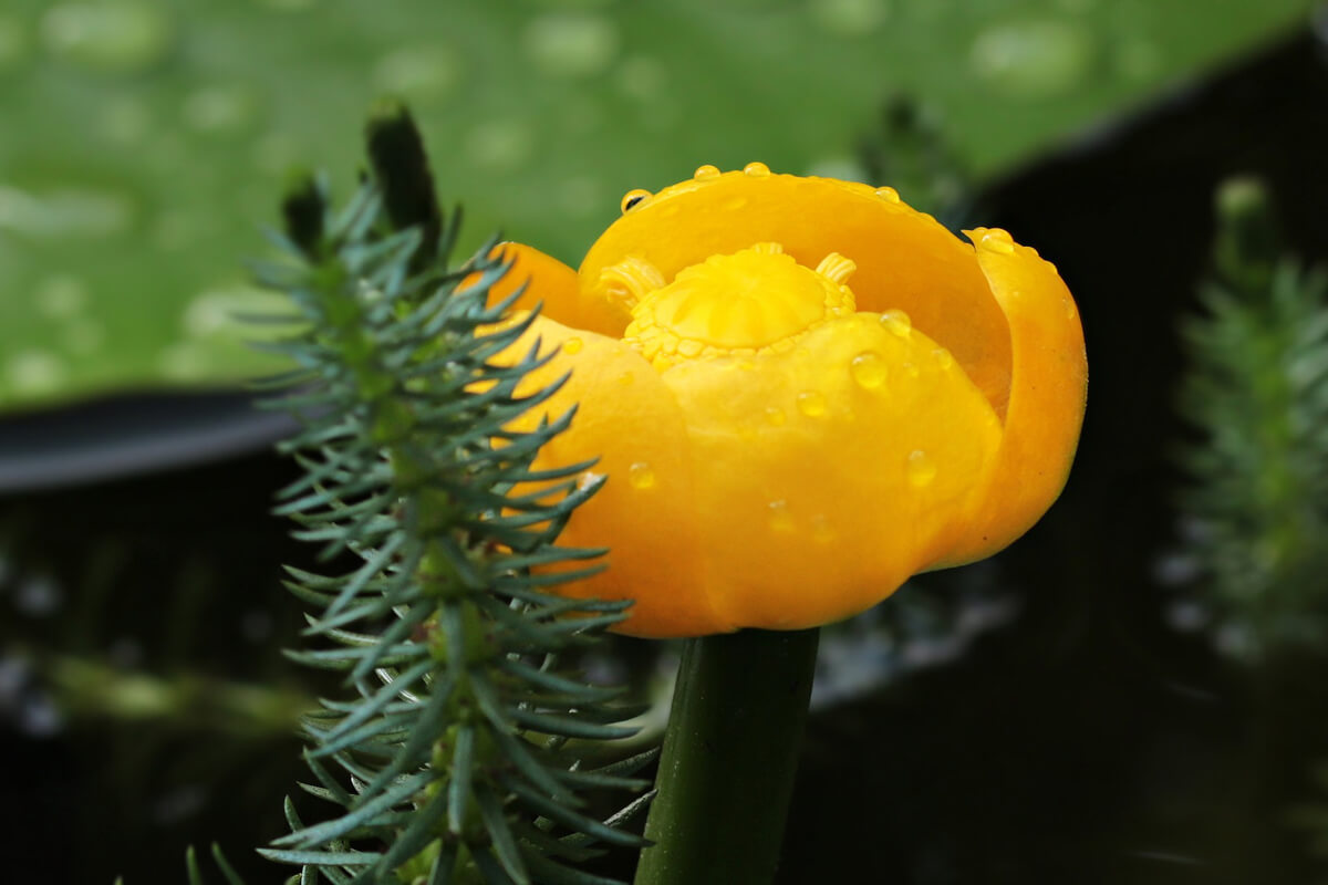 水生植物コウホネの育て方と植物の特徴をわかりやすく解説