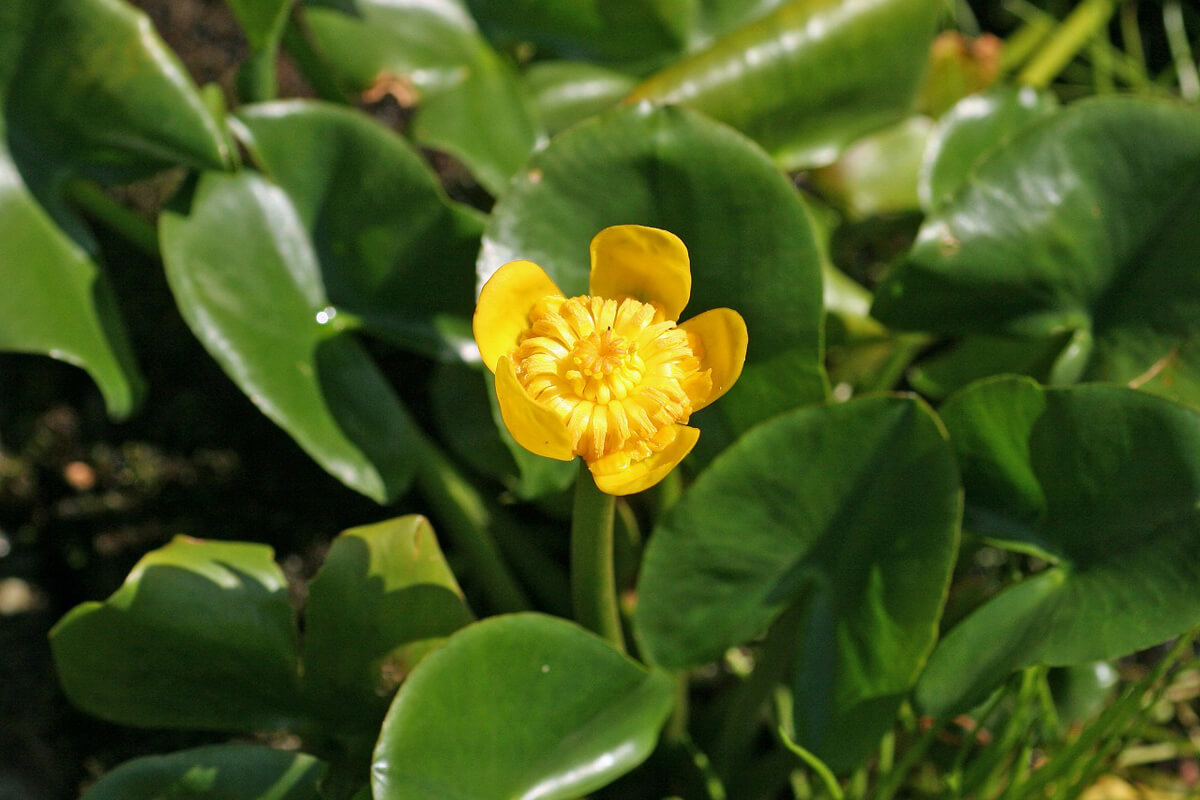 水生植物コウホネの育て方と植物の特徴をわかりやすく解説