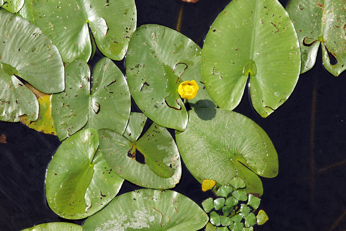 水生植物コウホネの育て方と植物の特徴をわかりやすく解説