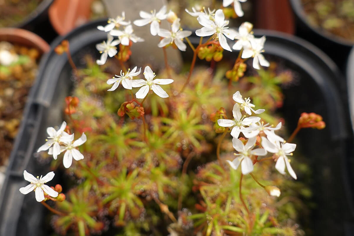 食虫植物 モウセンゴケの植替えから育て方と植物の特徴をわかりやすく解説