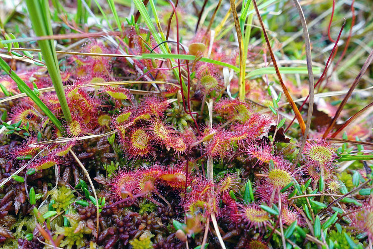 食虫植物 モウセンゴケの植替えから育て方と植物の特徴をわかりやすく解説