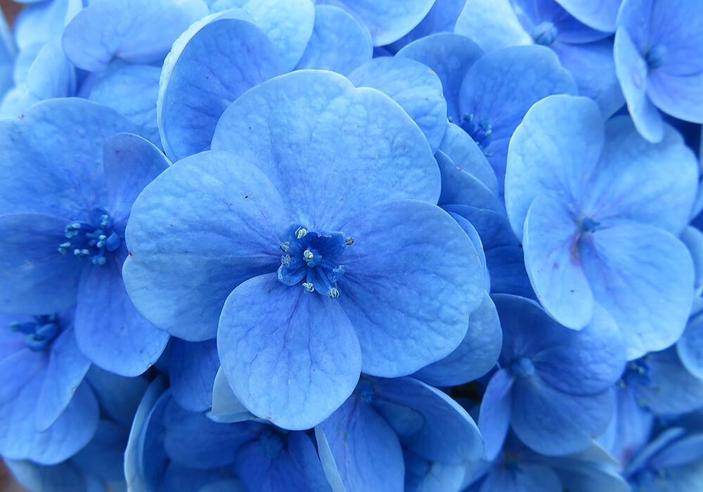 アジサイの青い花