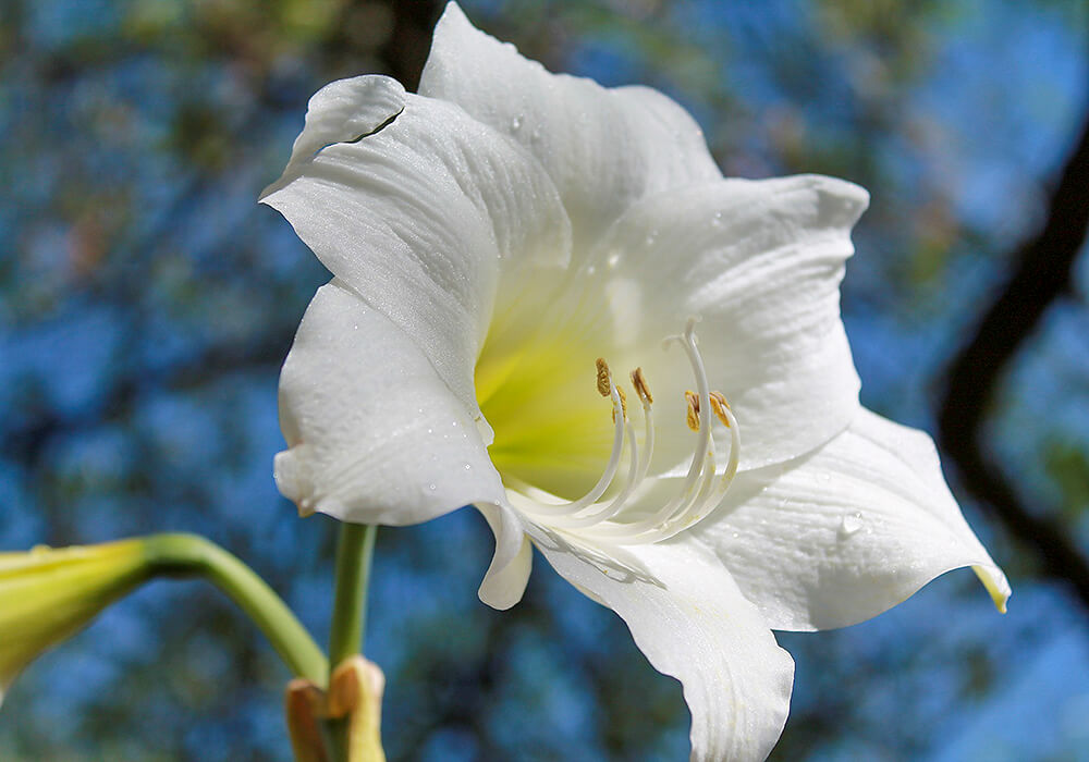 アマリリスの開花から植え替えも 育て方と植物の特徴をわかりやすく解説