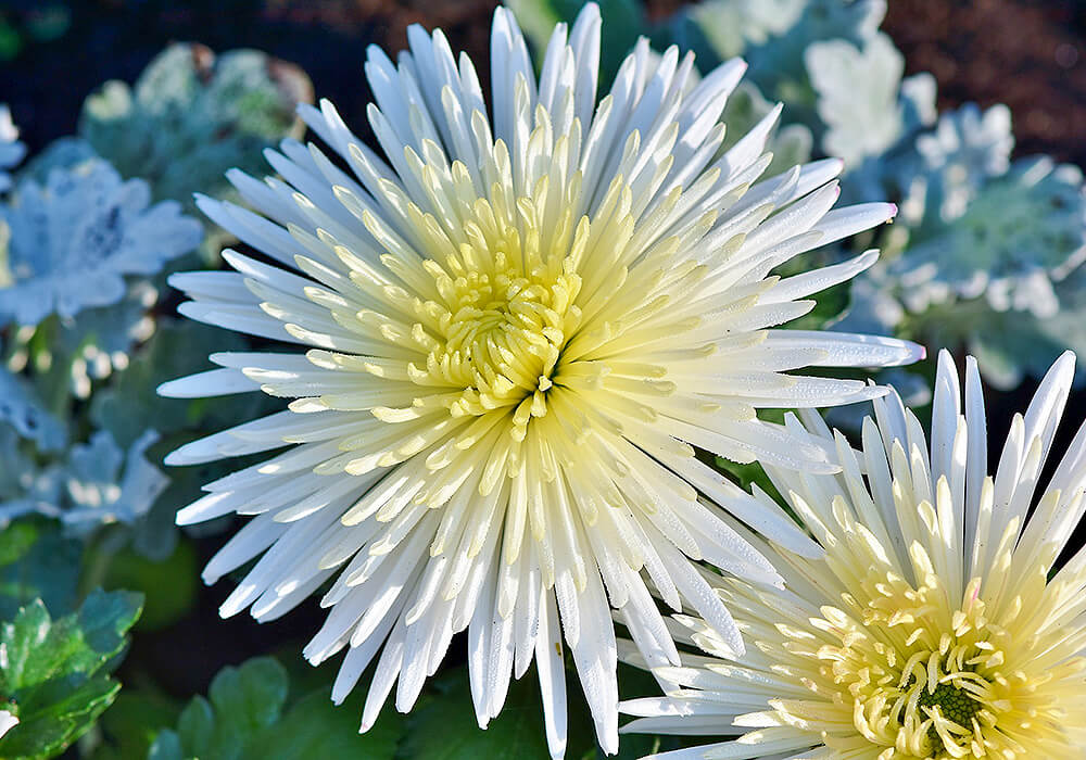 エゾギクの白い花