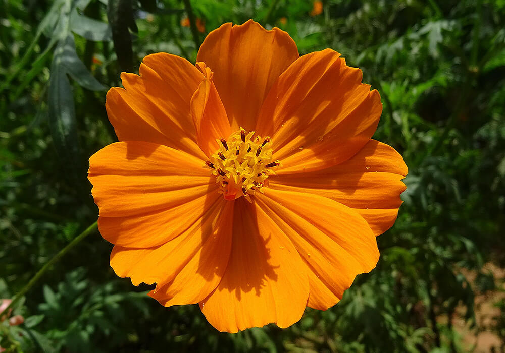 コスモスのオレンジの花