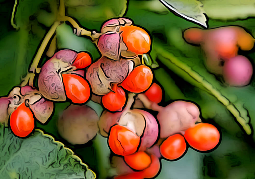 マサキの実や葉を楽しむ育て方と植物の特徴をわかりやすく解説