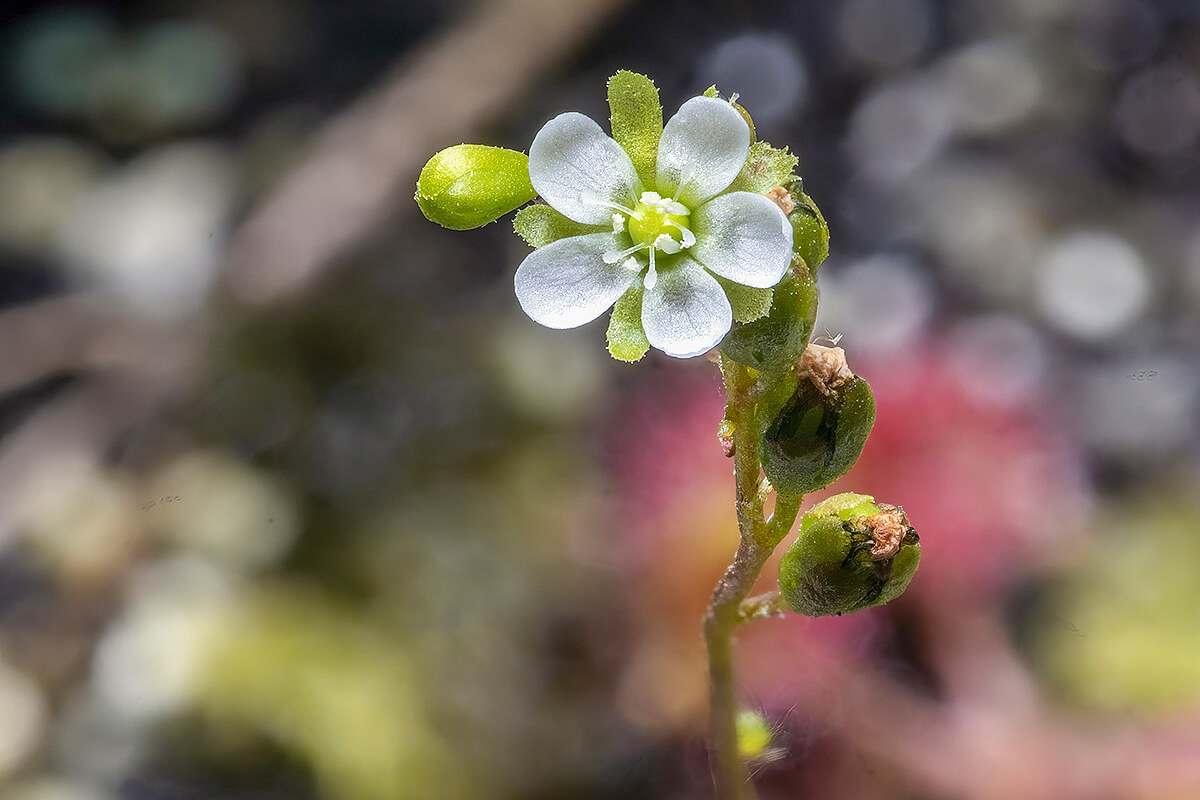 食虫植物 モウセンゴケの植替えから育て方と植物の特徴をわかりやすく解説