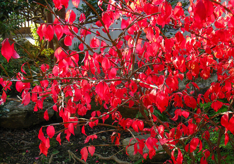 紅葉が美しいニシキギの剪定方法や育て方と植物の特徴をわかりやすく解説