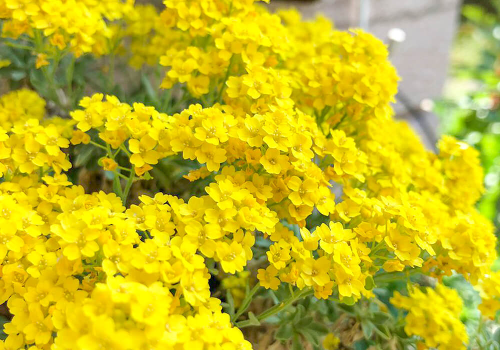 ニワナズナの黄色い花