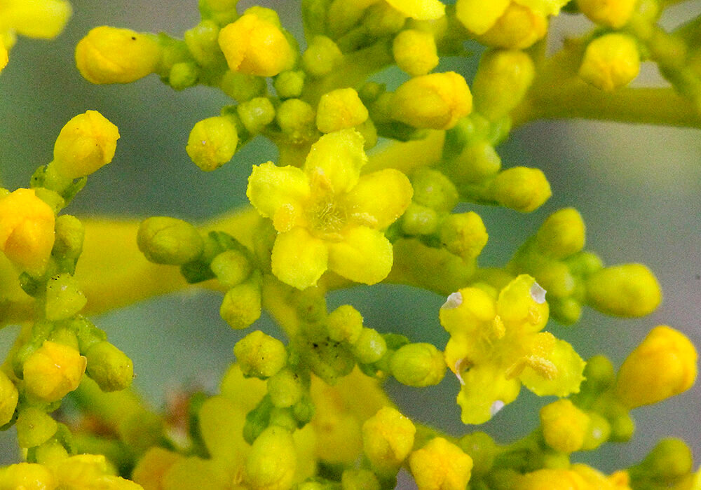 オミナエシの花のマクロ