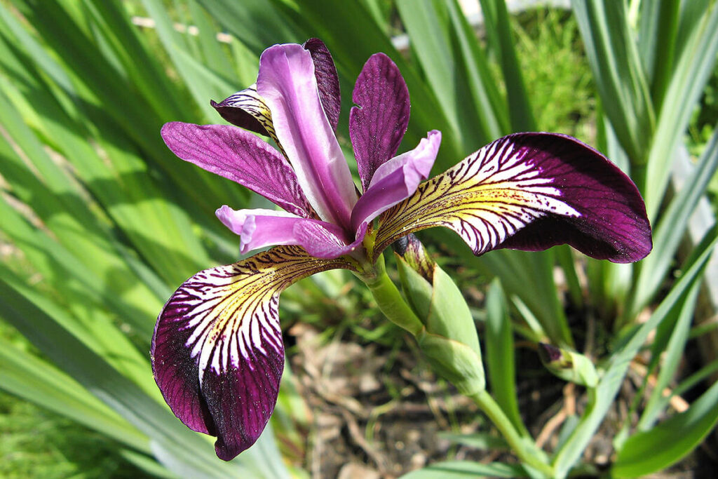 アヤメの紫の花