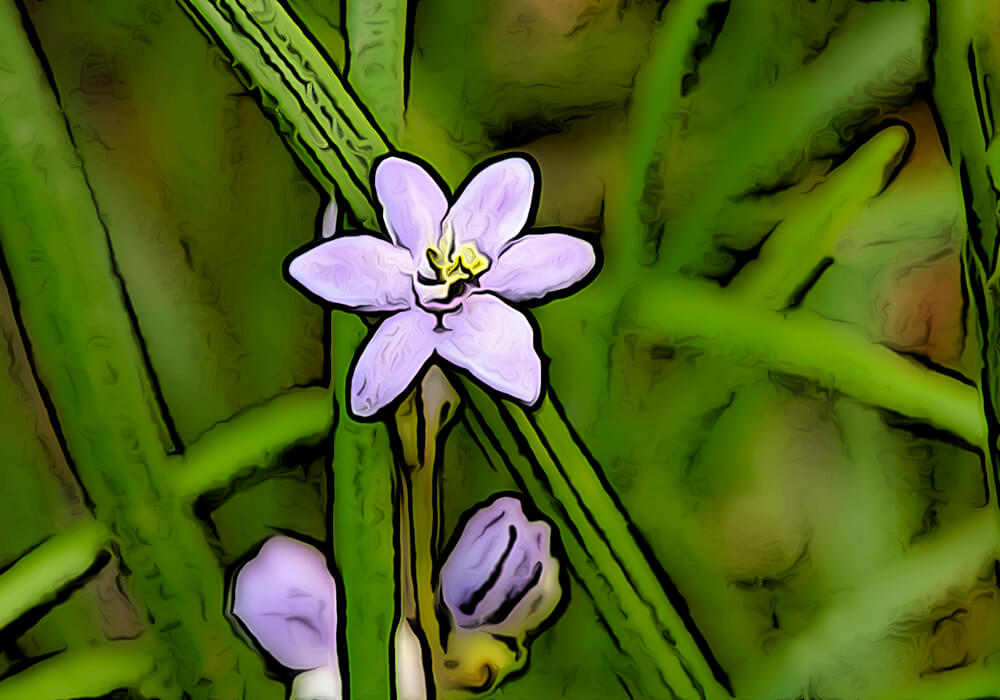 ジャノヒゲ リュウノヒゲ の花や実も 育て方と植物の特徴をわかりやすく解説
