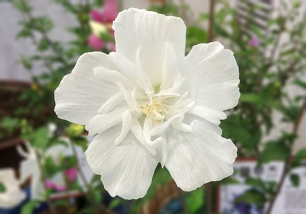 ムクゲの白い花