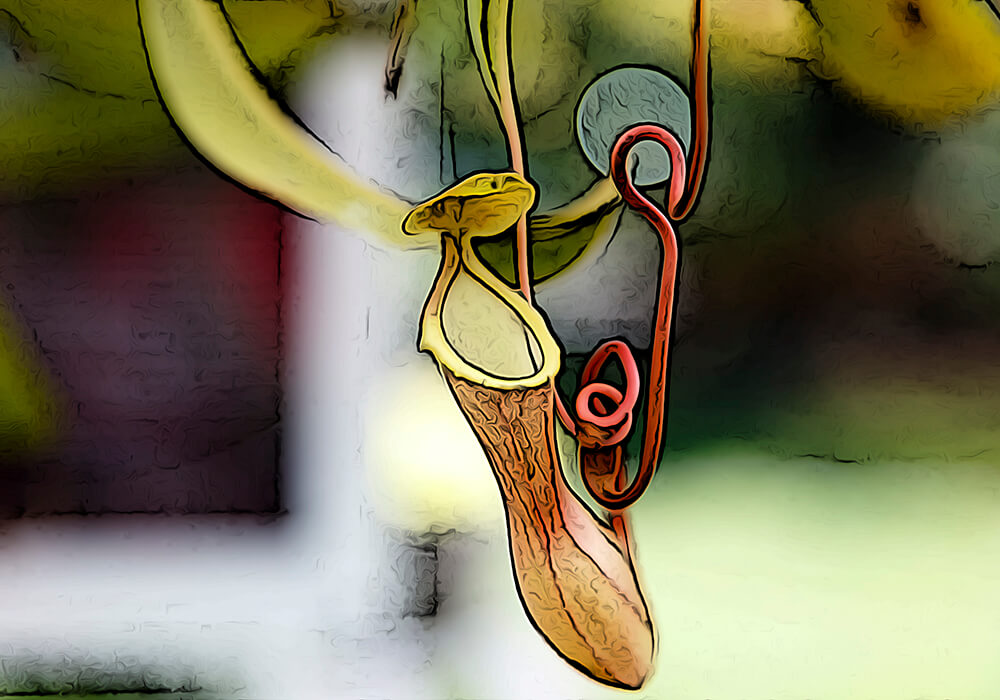 ウツボカズラの育て方と花や消化液など植物の特徴をわかりやすく解説