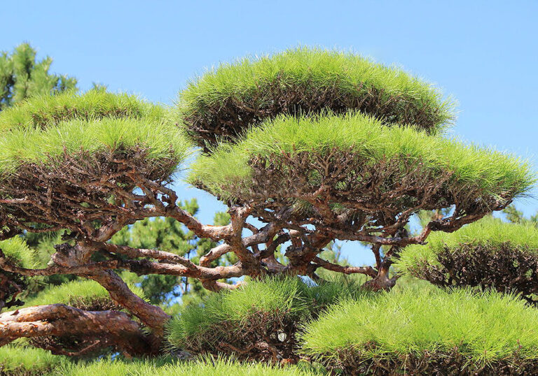 アカマツ（赤松）の植替えから仕立て方と植物の特徴をわかりやすく解説
