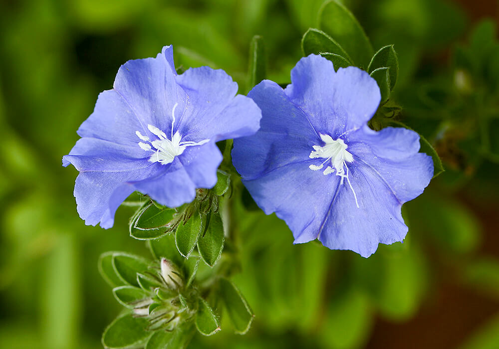 エボルブルスの花