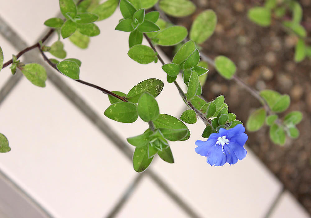 エボルブルスの花壇