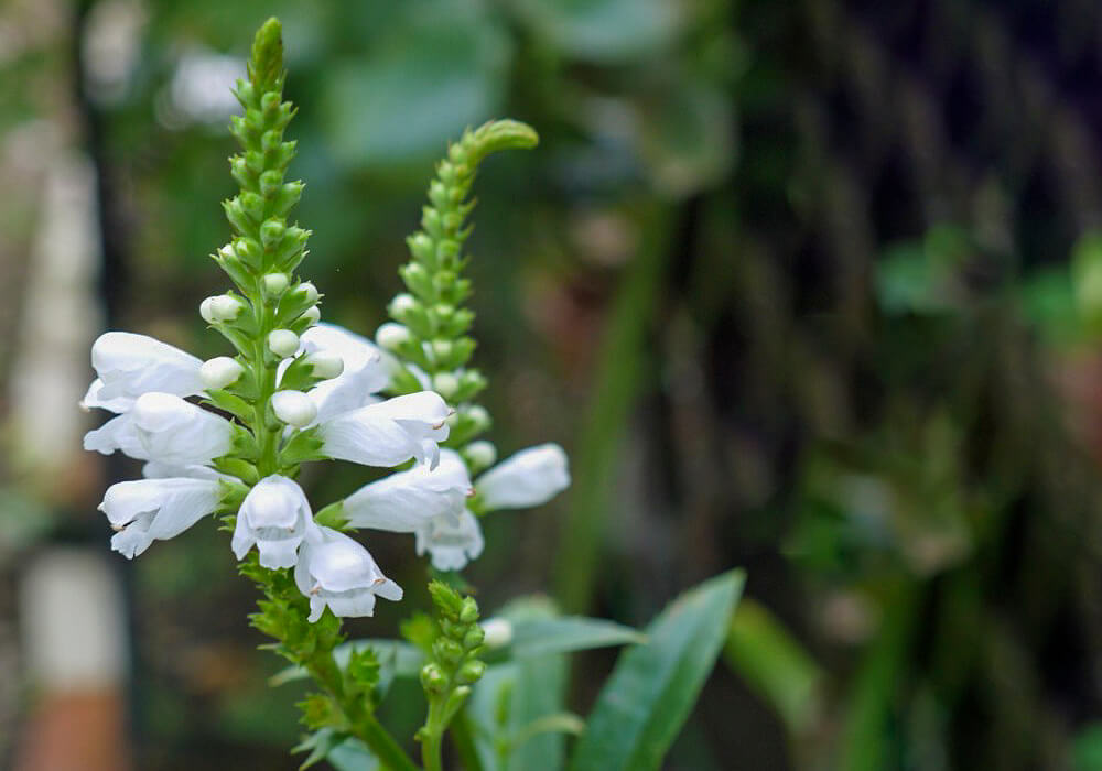 ハナトラノオの白い花
