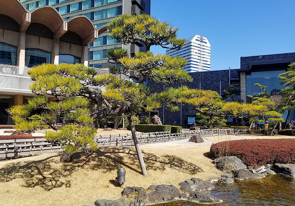 日本庭園のクロマツ