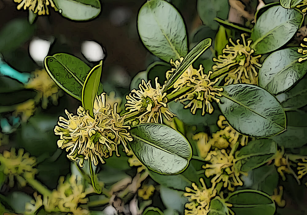 ツゲ(黄楊)の植え付けや剪定など育て方と植物の特徴をわかりやすく解説