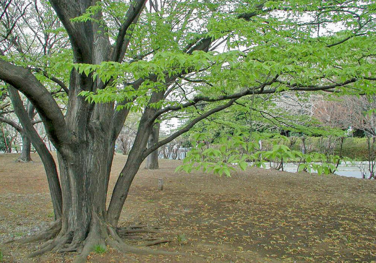 赤みを帯びた樹木アカシデの育て方と植物の特徴をわかりやすく解説