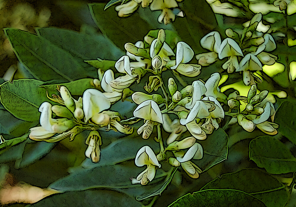 幸福を呼ぶエンジュ（槐）の育て方と植物の特徴をわかりやすく解説
