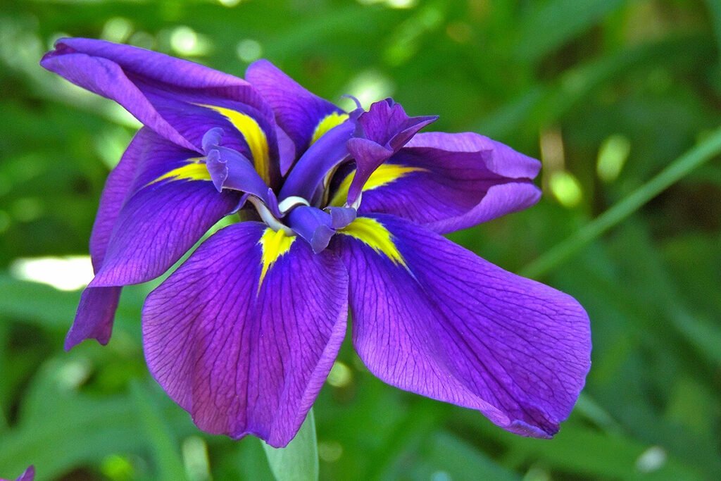 ハナショウブの紫の花