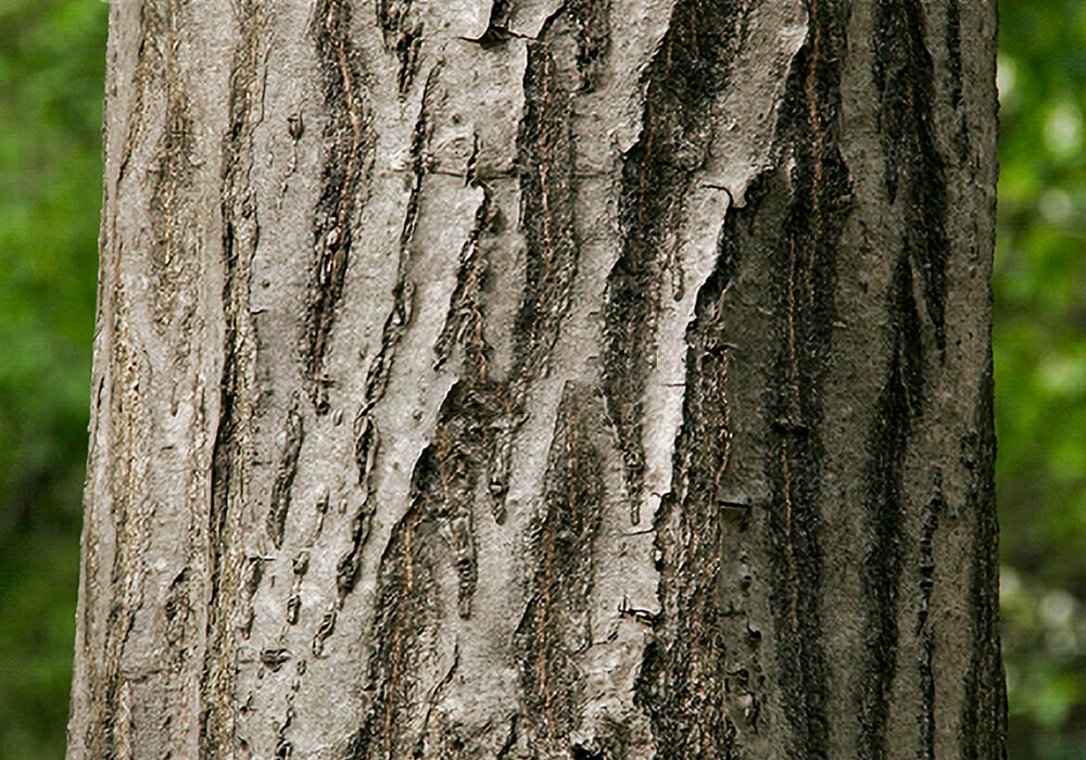 クマシデの樹皮