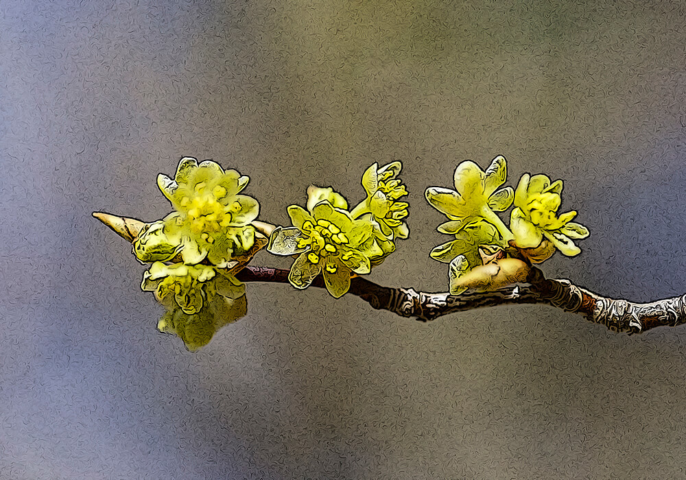 爪楊枝の木 クロモジの育て方と植物の特徴をわかりやすく解説