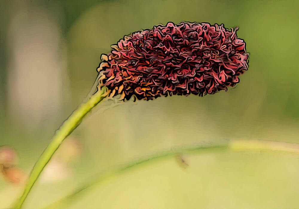 ワレモコウの植え付けから育て方と植物の特徴をわかりやすく解説