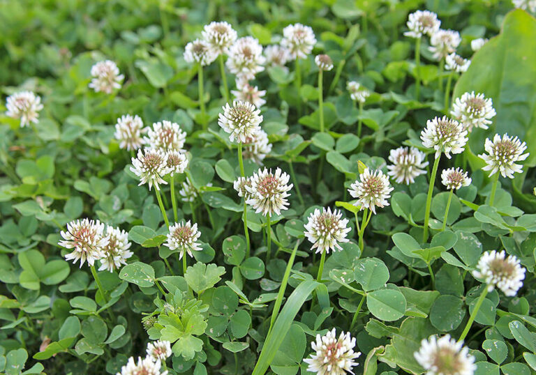 シロツメクサ（クローバー）の育て方や除去方法など植物の特徴をわかりやすく解説