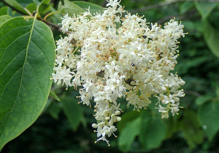 ハシドイ（丁香花）の植え付けから剪定など育て方と植物の特徴をわかりやすく解説