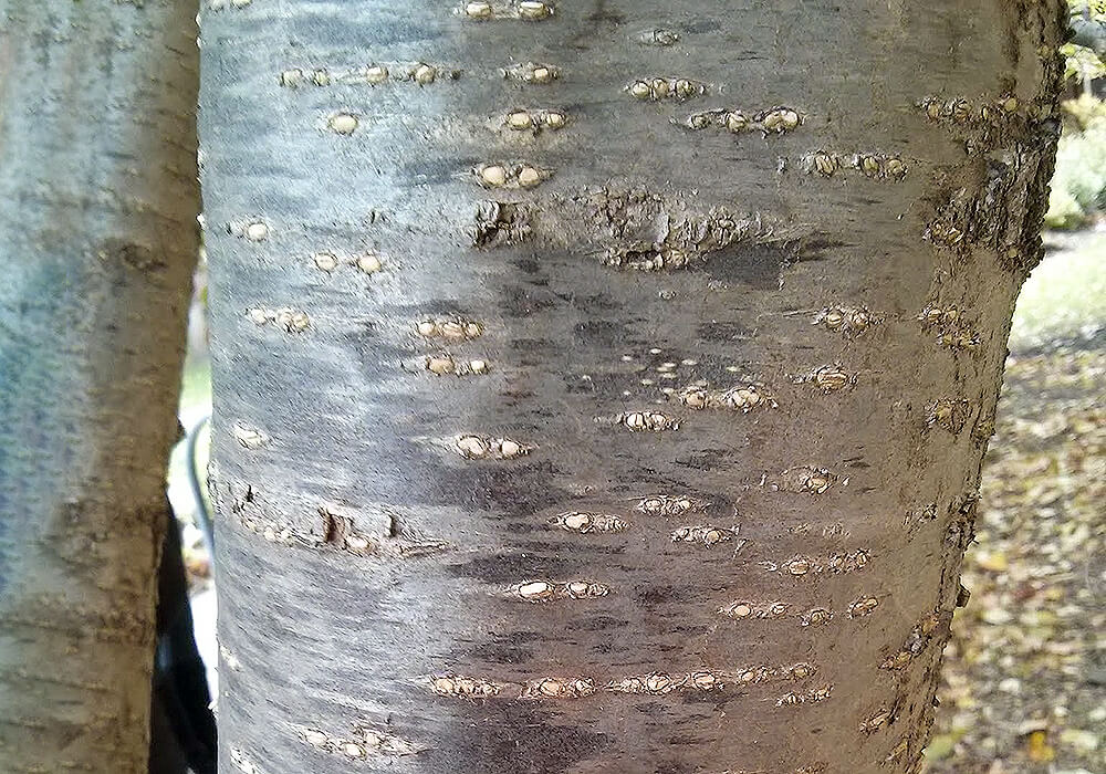 ハシドイの樹皮
