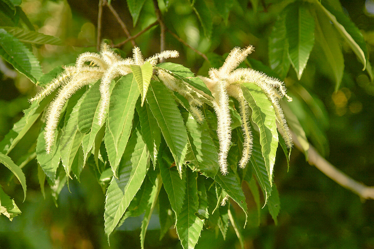 美味しいクリ（栗）の育て方から収穫まで植物の特徴をわかりやすく解説