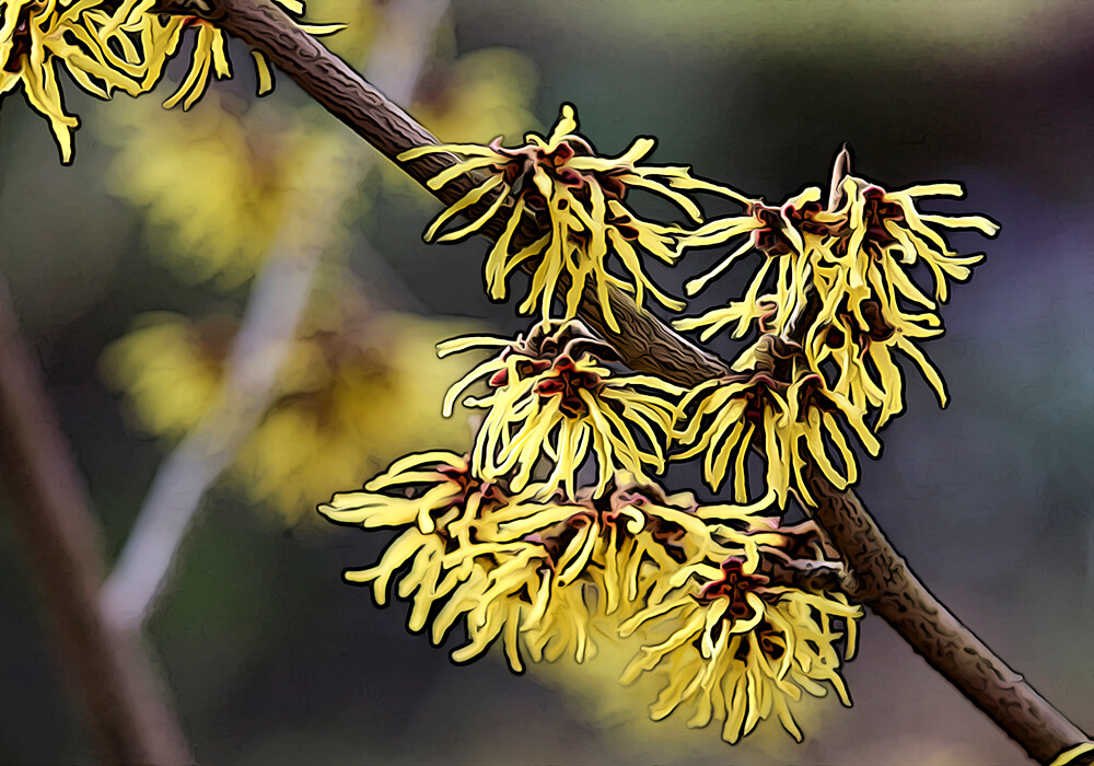 マンサクの育て方と紐状の花など植物の特徴をわかりやすく解説