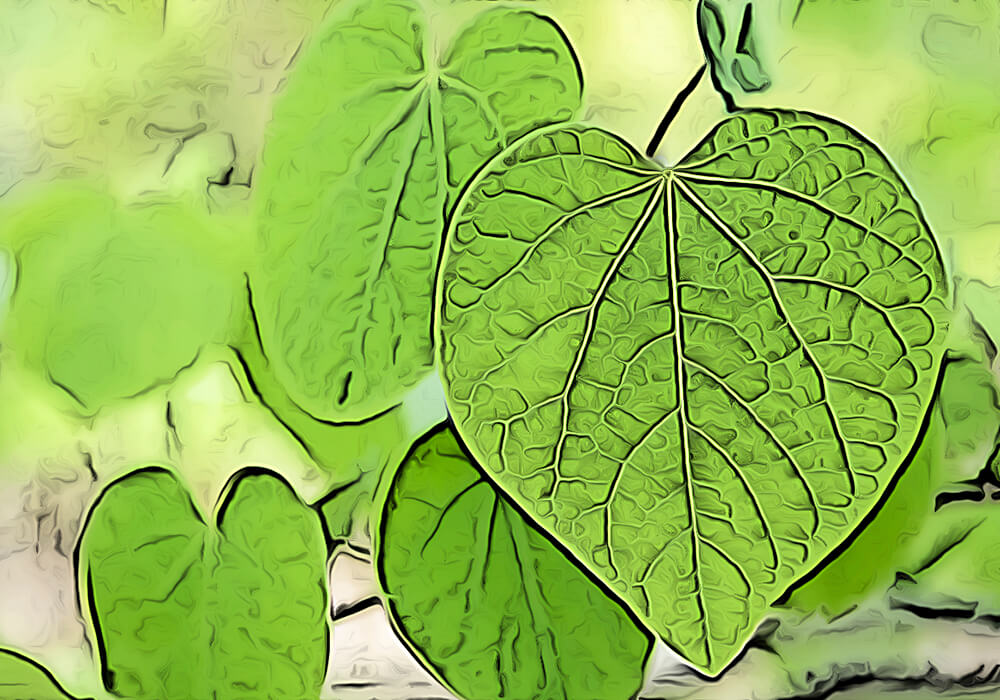 マルバノキ ベニマンサク の育て方と植物の特徴をわかりやすく解説