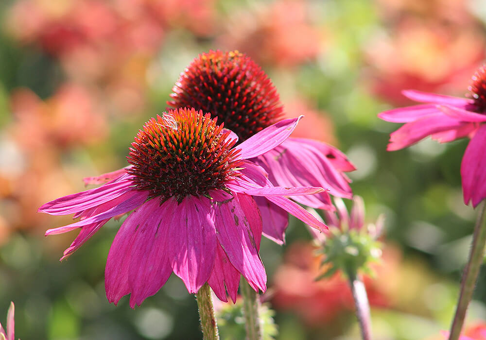 ルドベキアの群生