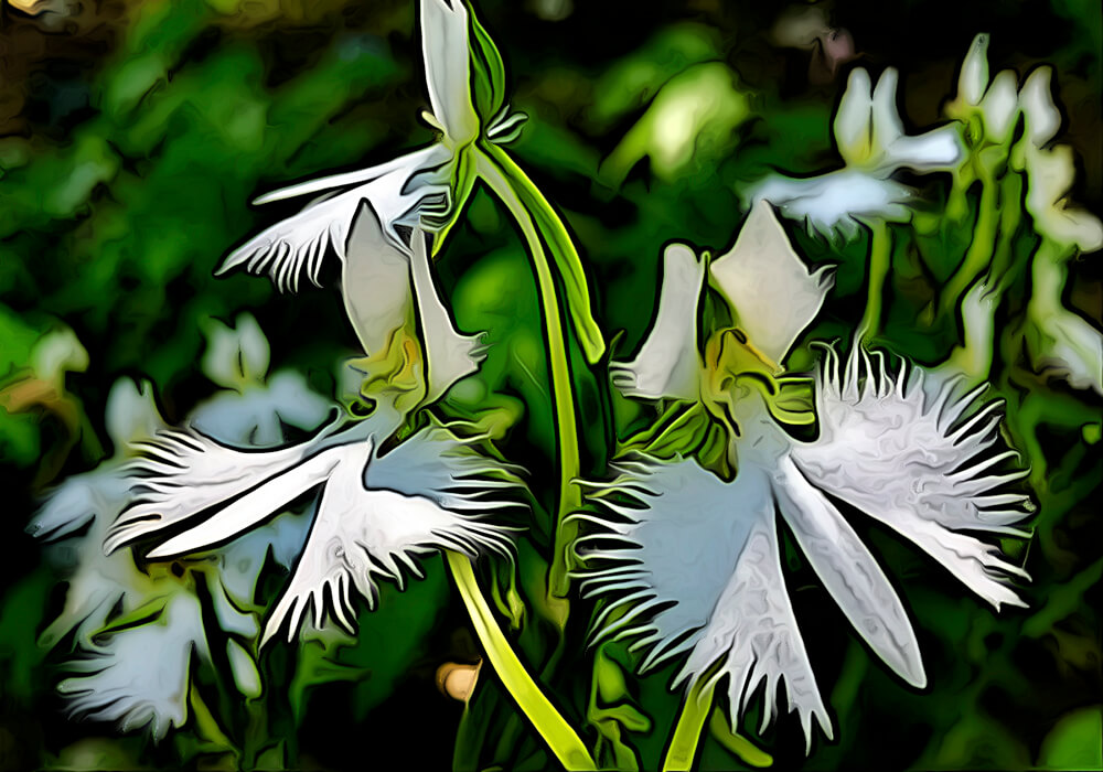 花姿が美しいサギソウの育て方と植物の特徴をわかりやすく解説