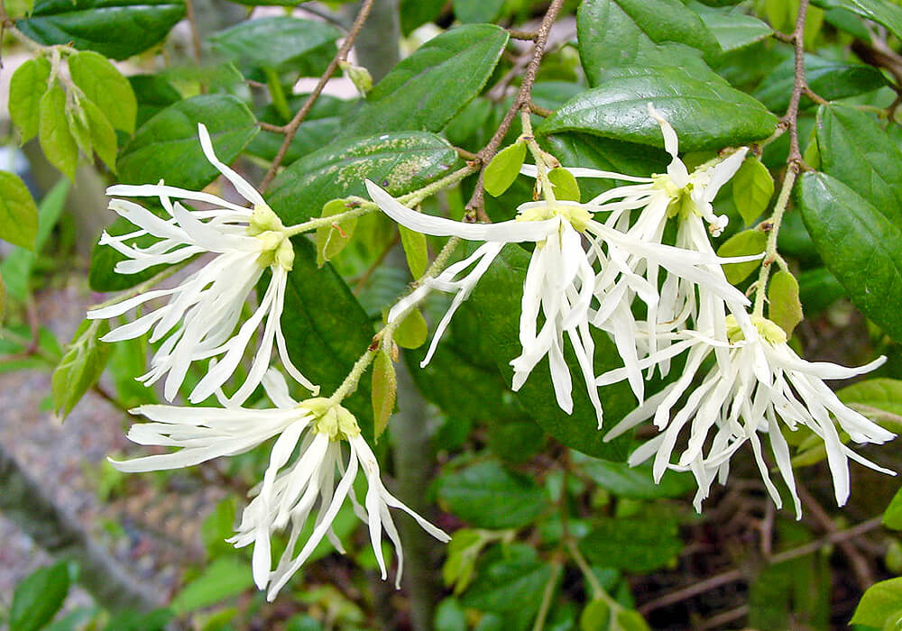 トキワマンサクの花