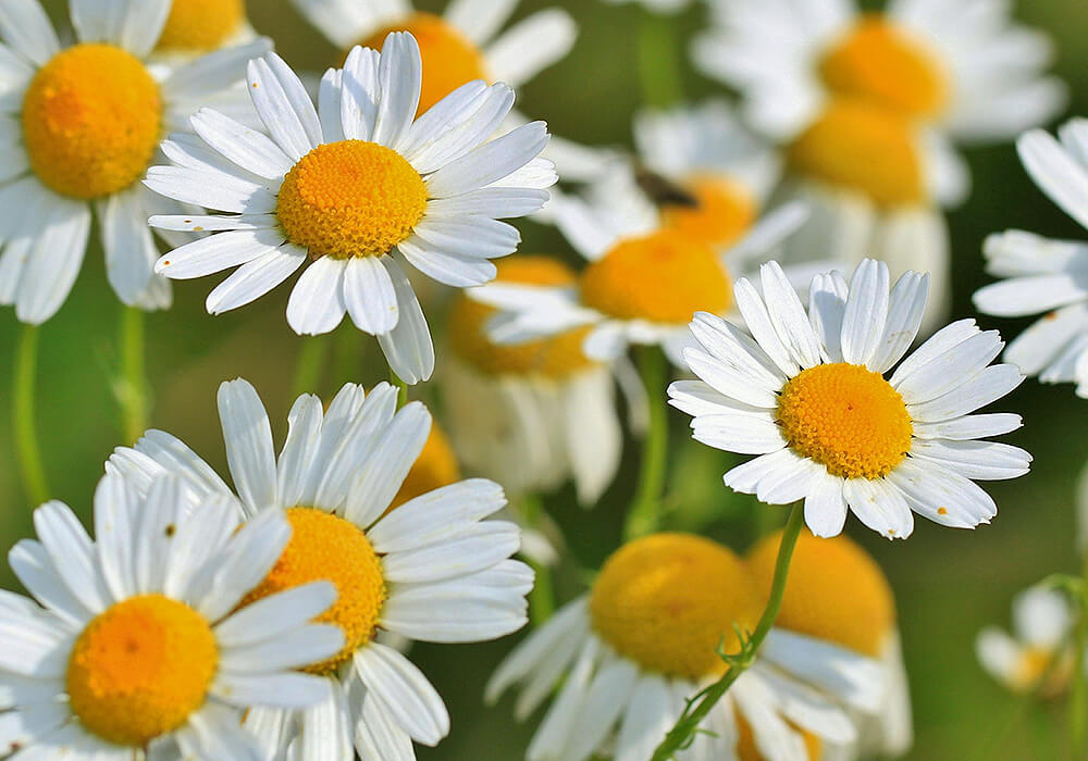 カモミールの花