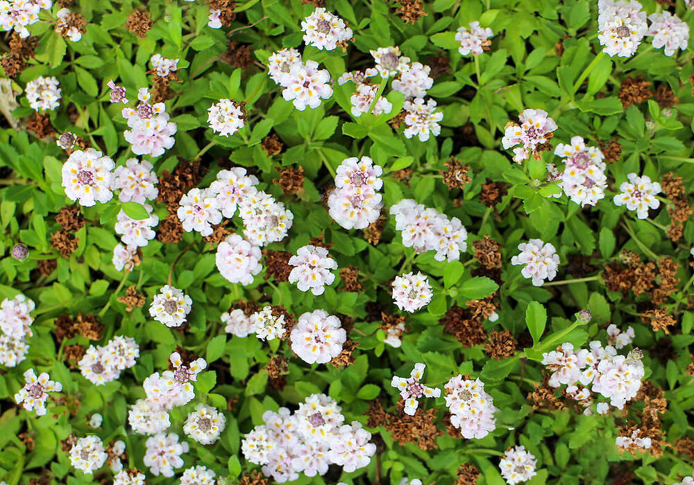 ヒメイワダレソウの花畑