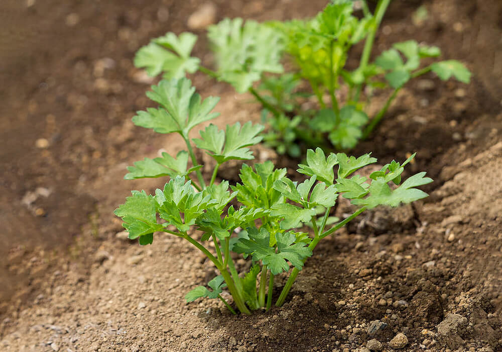 ハーブを育てる イタリアンパセリの育て方と植物の特徴をわかりやすく解説