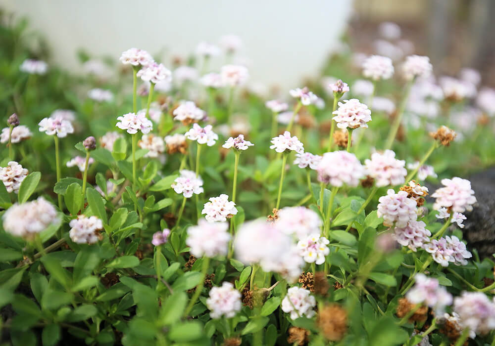 イワダレソウの花畑